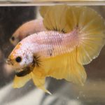 betta660