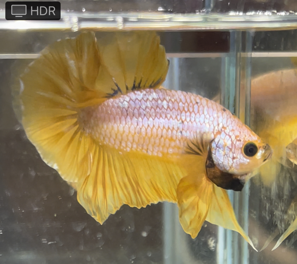 betta660
