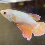 betta658