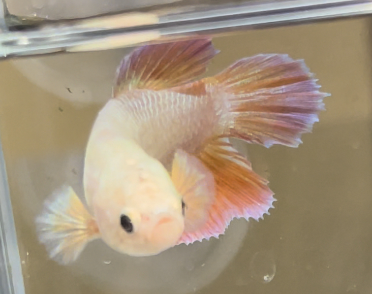 betta658