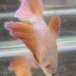 betta658