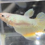 betta657