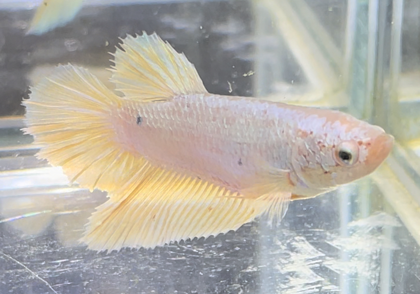 betta657