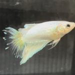 betta661