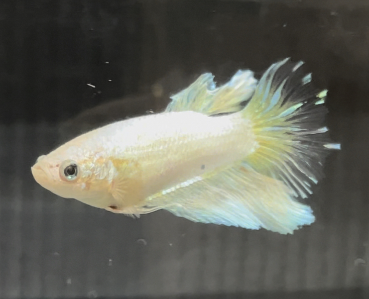 betta661