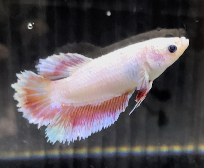 betta672