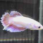 betta672