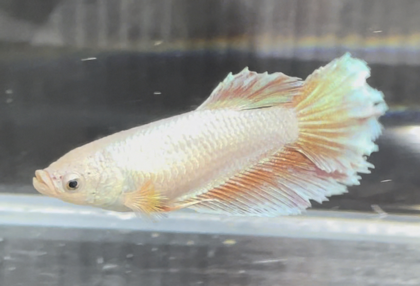 betta673