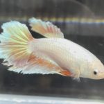 betta673