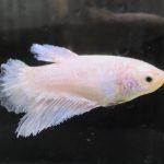 betta671