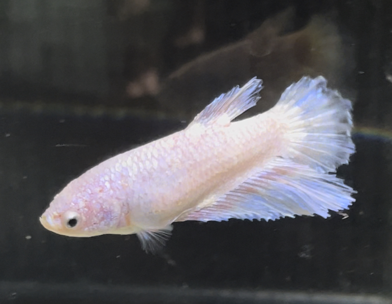 betta671