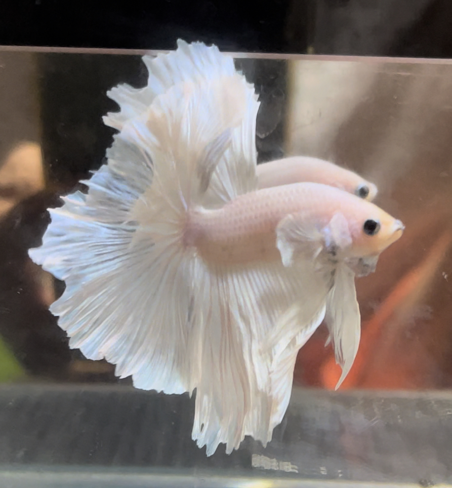 betta667