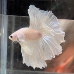 betta667