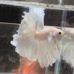 betta667