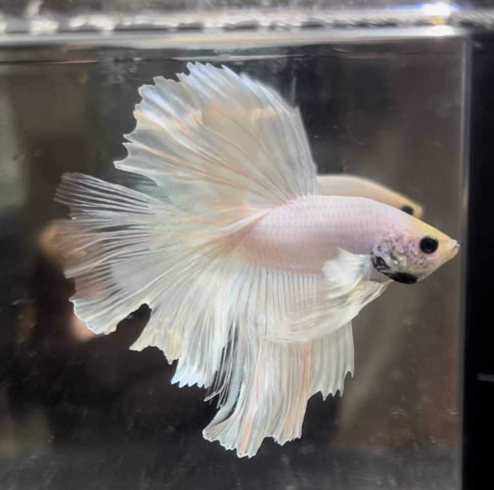 betta668