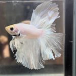 betta668