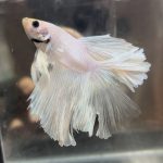 betta668