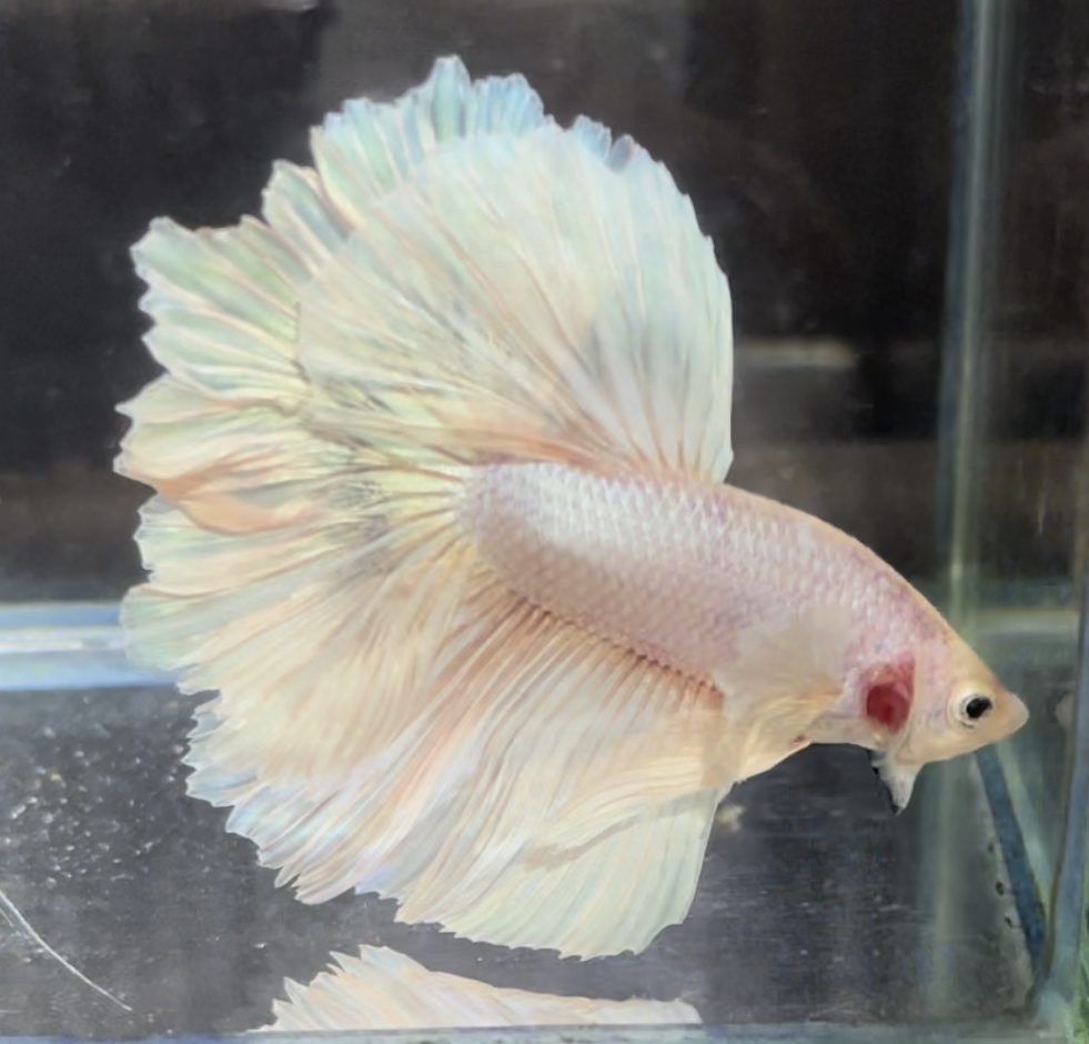 betta669
