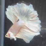 betta669