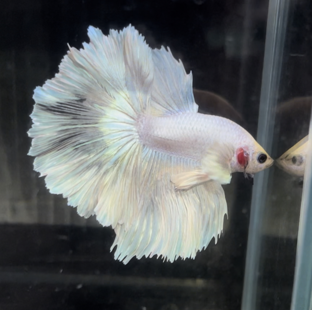 betta670