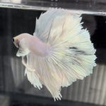 betta670
