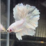 betta670