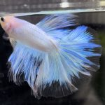 betta674