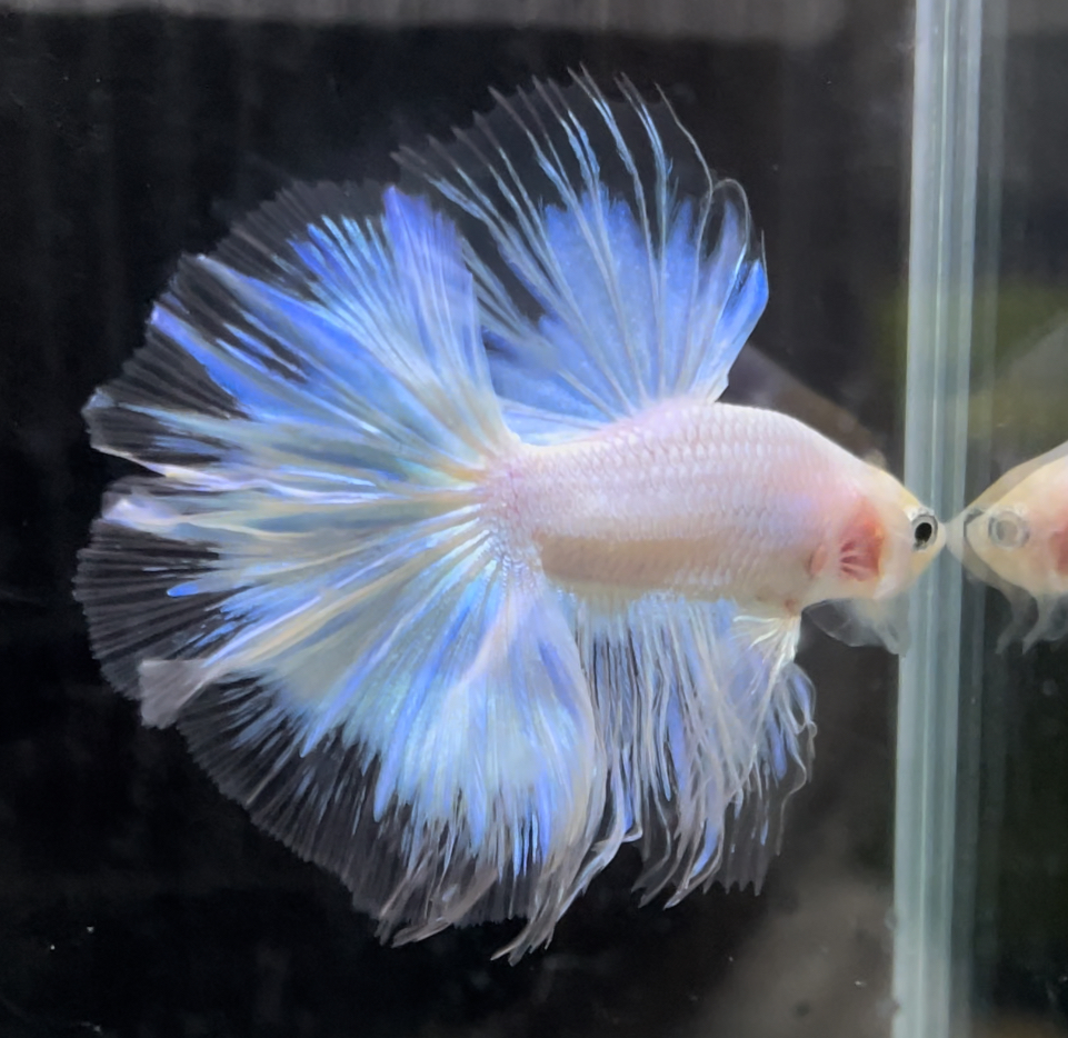 betta674