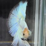betta675