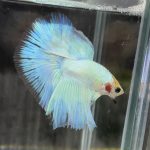 betta675