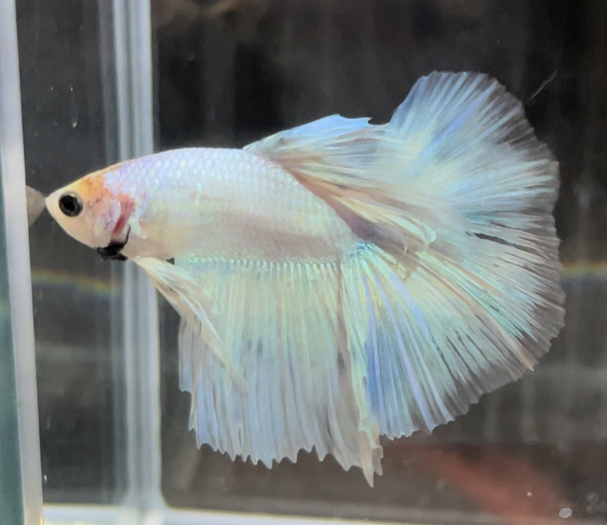 betta675