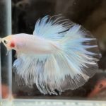 betta674