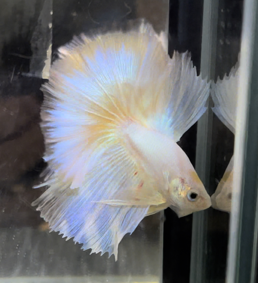 betta676