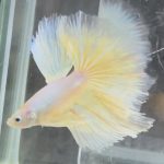 betta676