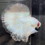 betta679
