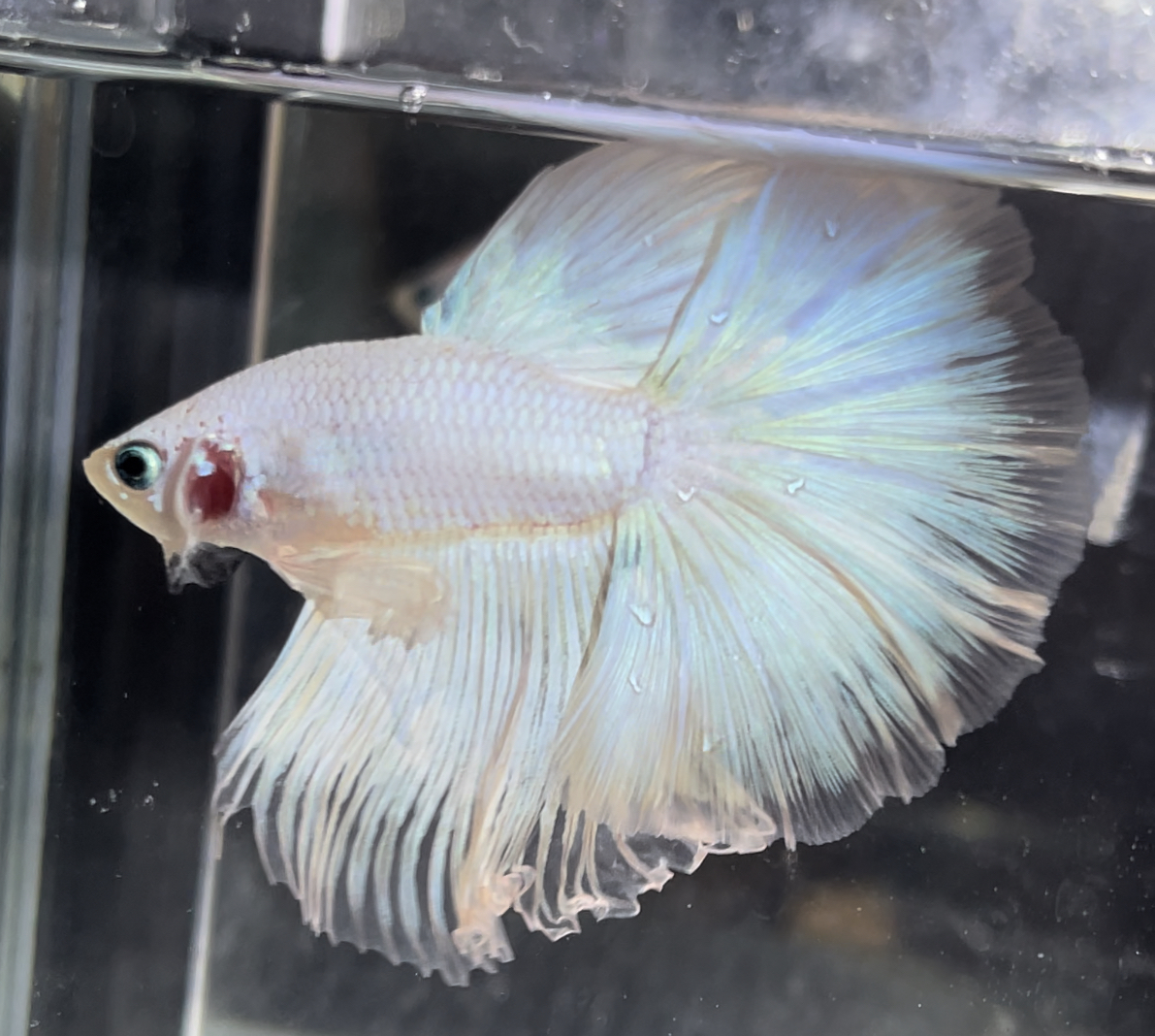 betta679