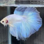 betta677