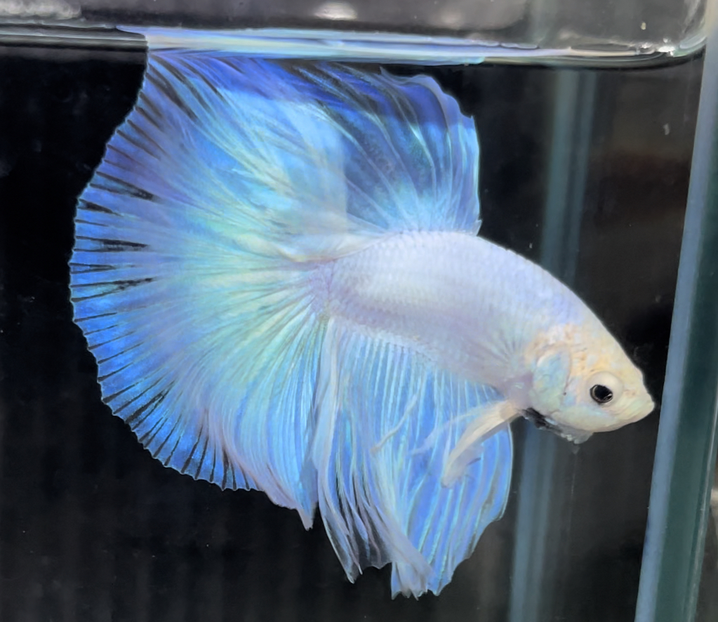 betta677
