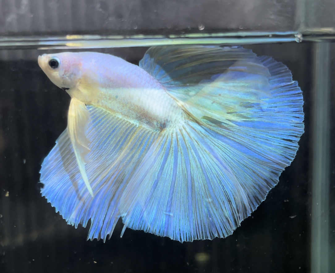 betta678