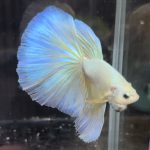 betta678