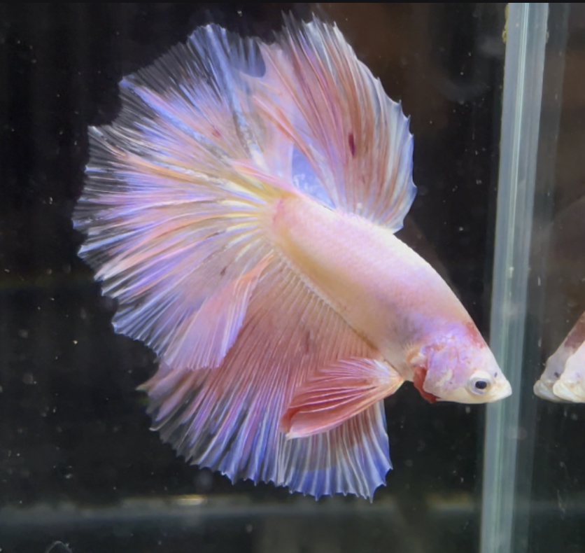betta688