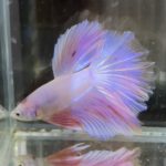 betta688