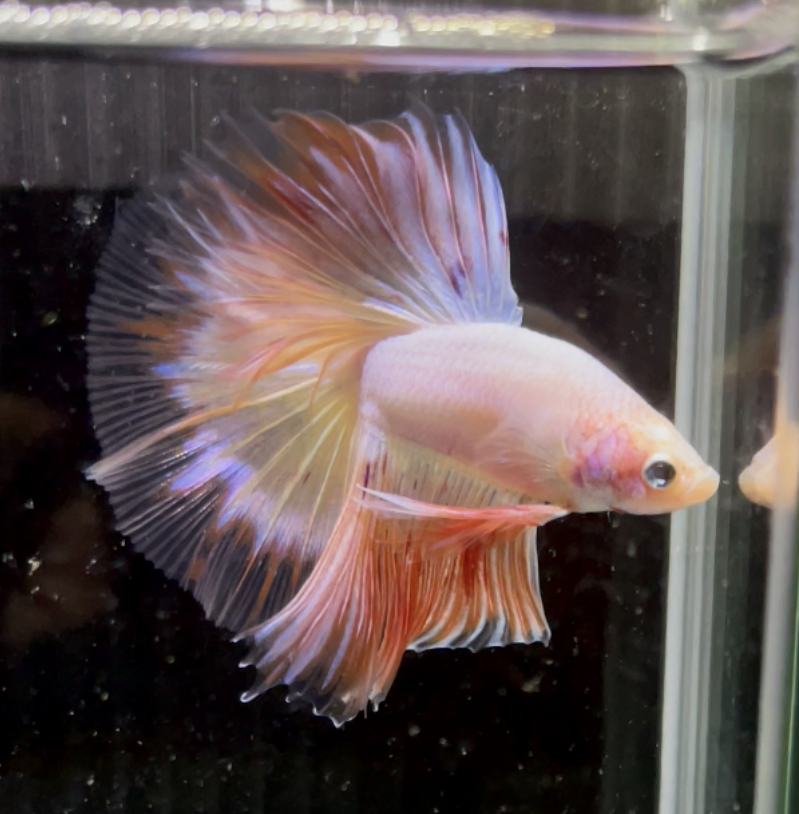 betta689