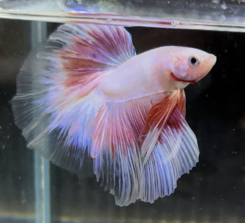 betta690
