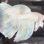 betta655