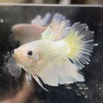 betta661
