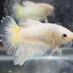 betta661