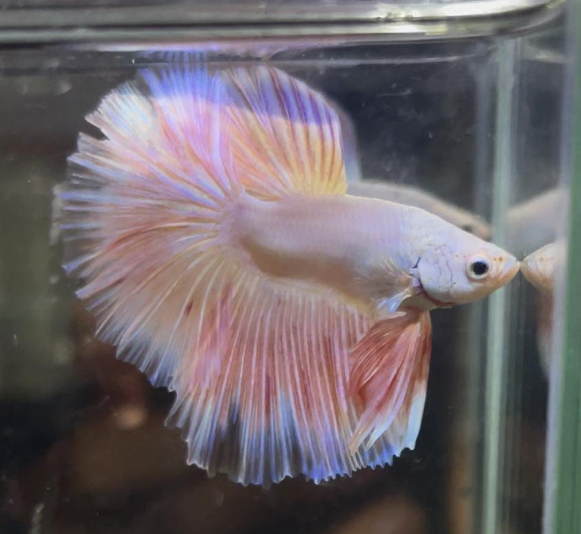 betta692