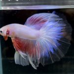 betta690
