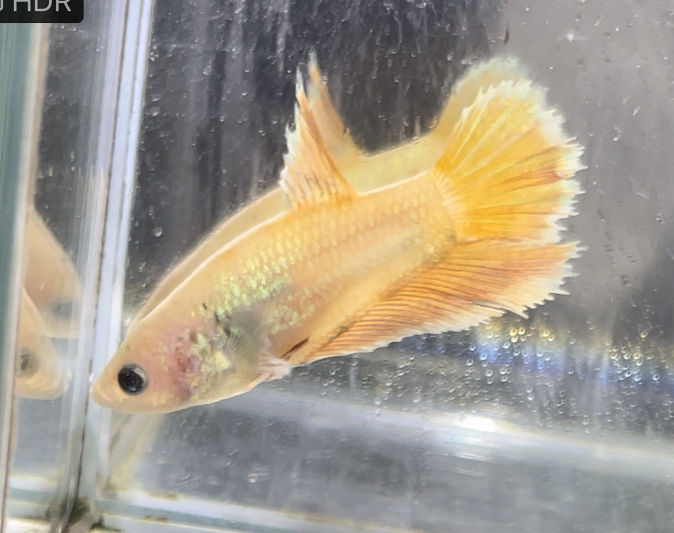 betta659